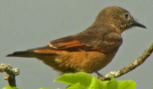 Cliff Flycatcher