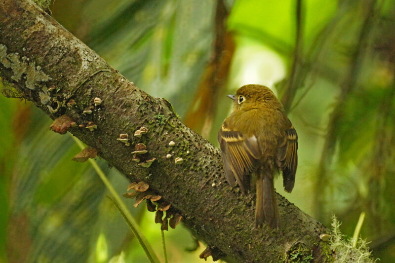 Yellowish Flycatcher