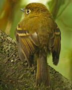 Yellowish Flycatcher