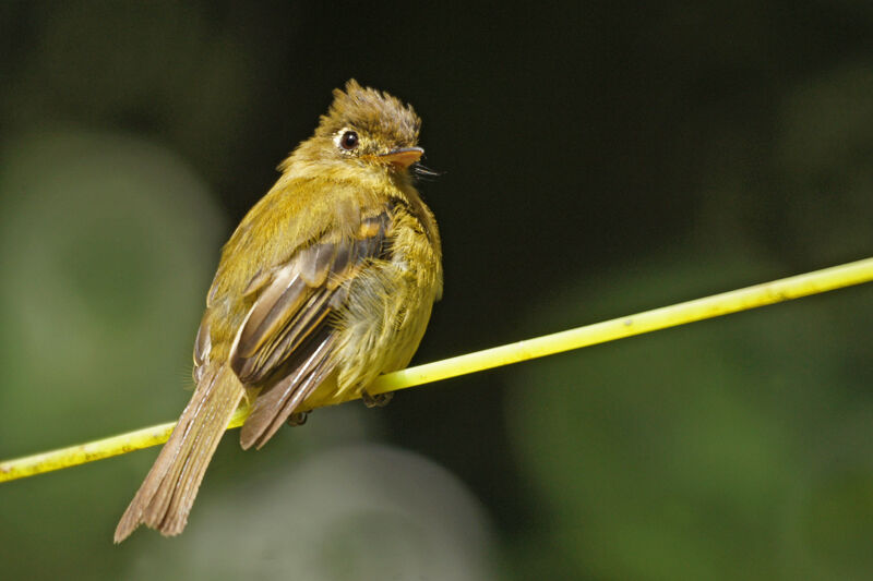 Yellowish Flycatcher