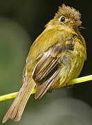 Yellowish Flycatcher