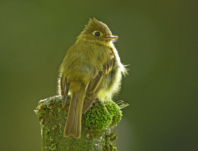 Yellowish Flycatcher