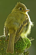 Yellowish Flycatcher