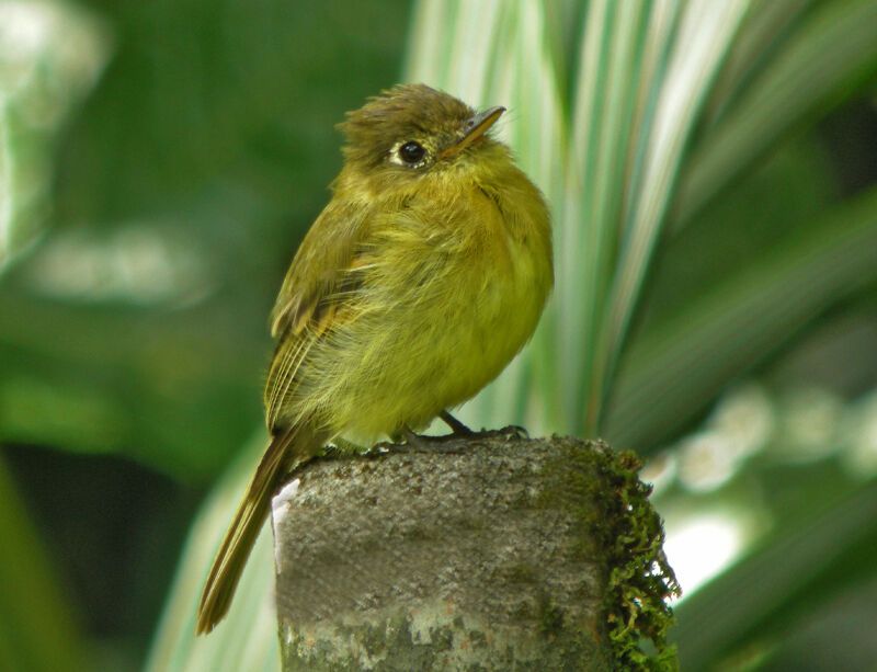 Yellowish Flycatcher