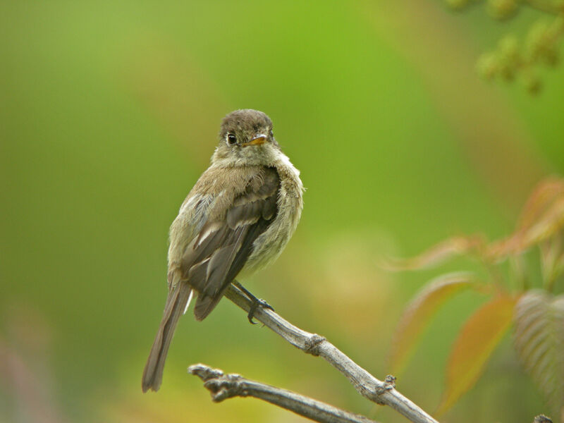 Yellowish Flycatcher