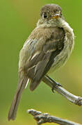 Yellowish Flycatcher