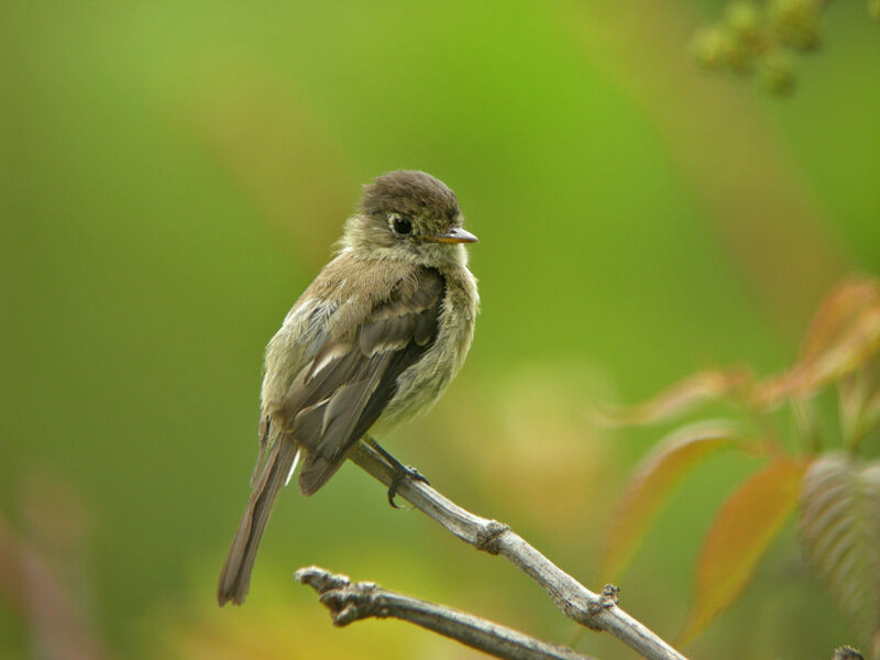 Yellowish Flycatcher