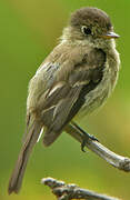 Yellowish Flycatcher