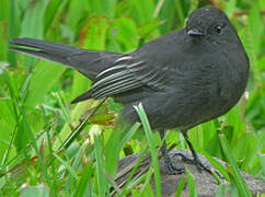 Black Phoebe