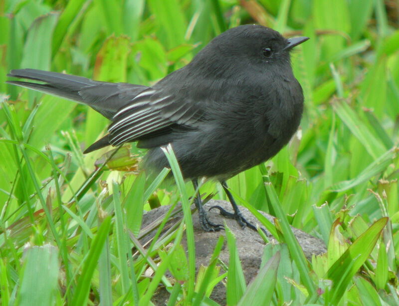 Moucherolle noir