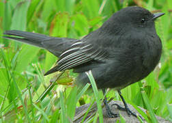 Black Phoebe