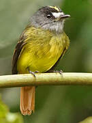 Ornate Flycatcher