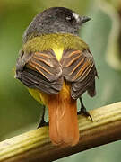 Ornate Flycatcher