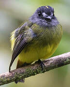 Ornate Flycatcher