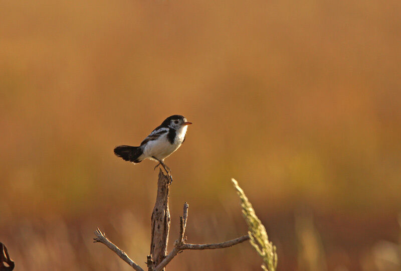 Cock-tailed Tyrant