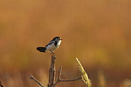 Cock-tailed Tyrant