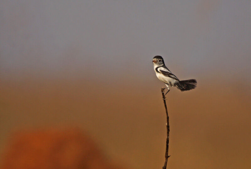 Cock-tailed Tyrant