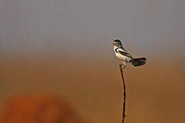 Cock-tailed Tyrant