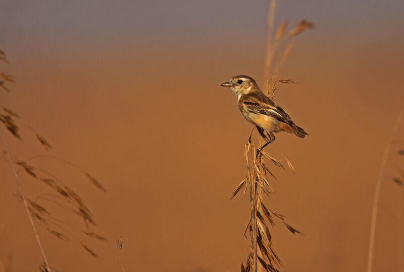 Cock-tailed Tyrant female