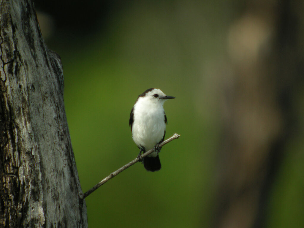 Pied Water Tyrant