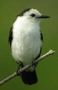 Pied Water Tyrant