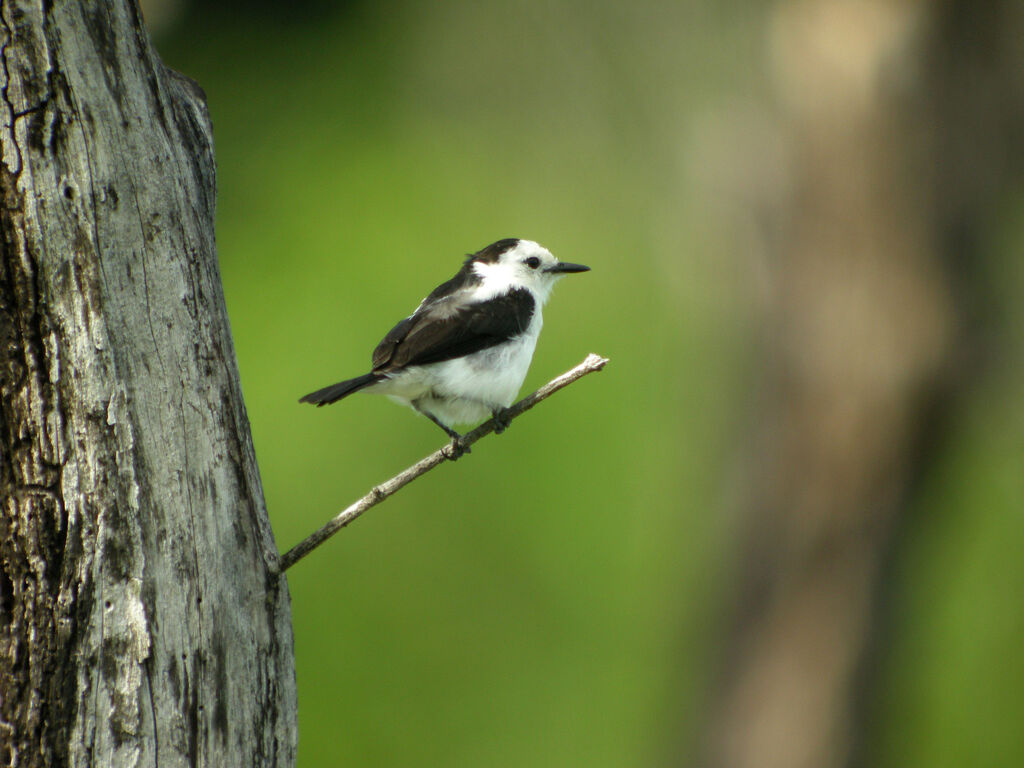 Pied Water Tyrant