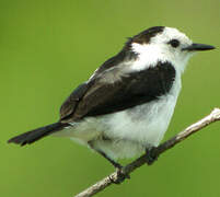 Pied Water Tyrant