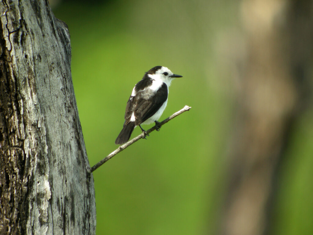 Pied Water Tyrant