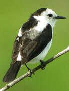 Pied Water Tyrant