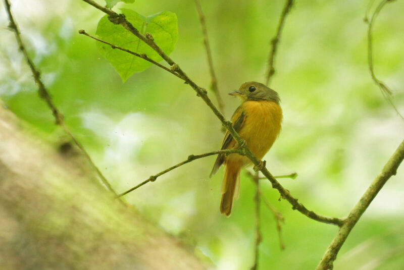 Ruddy-tailed Flycatcher