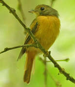 Ruddy-tailed Flycatcher