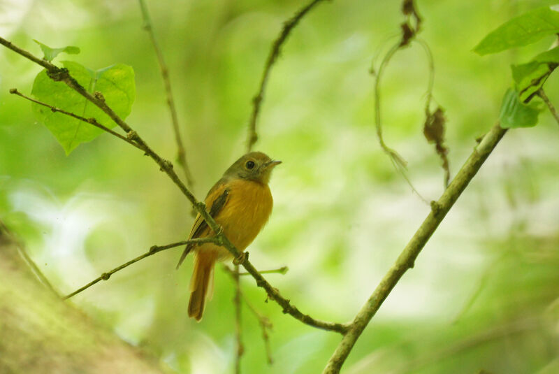 Ruddy-tailed Flycatcher