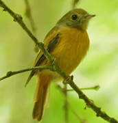 Ruddy-tailed Flycatcher