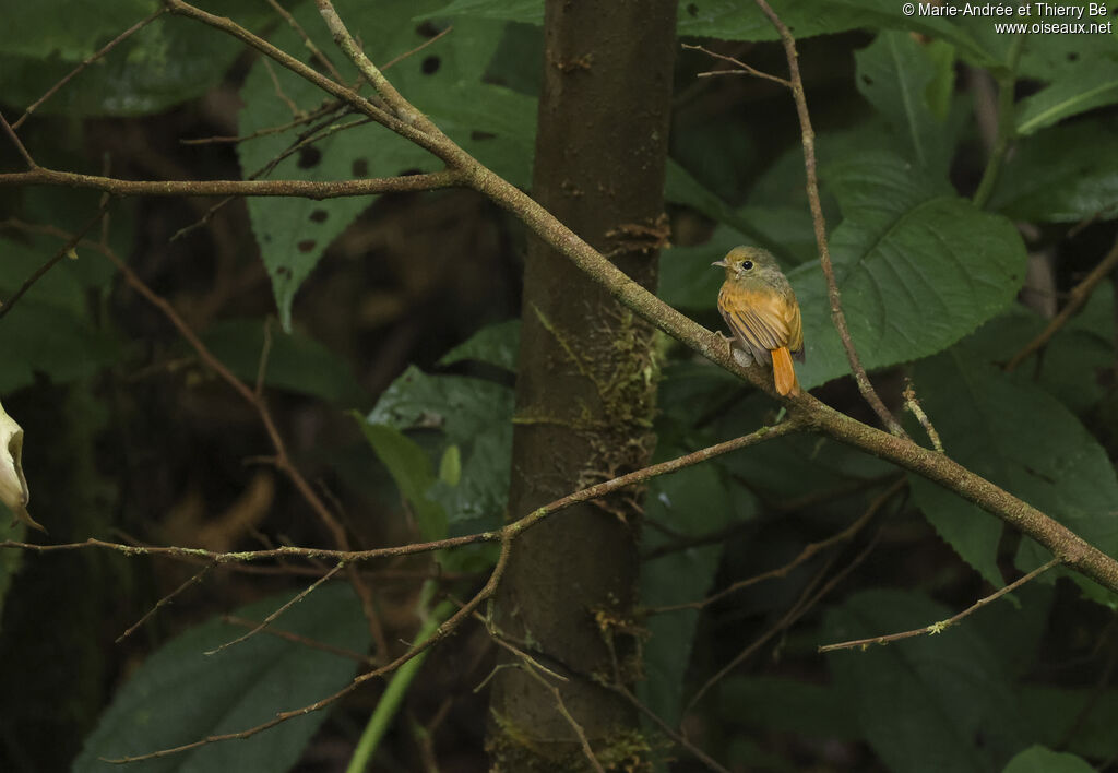 Moucherolle rougequeue