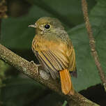 Moucherolle rougequeue