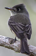 Cuban Pewee