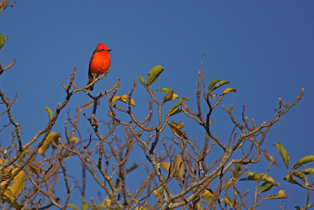 Vermilion Flycatcher