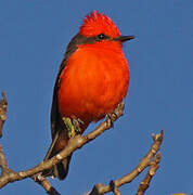 Vermilion Flycatcher