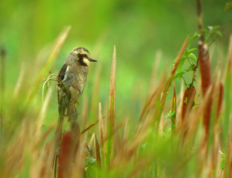 Streamer-tailed Tyrant