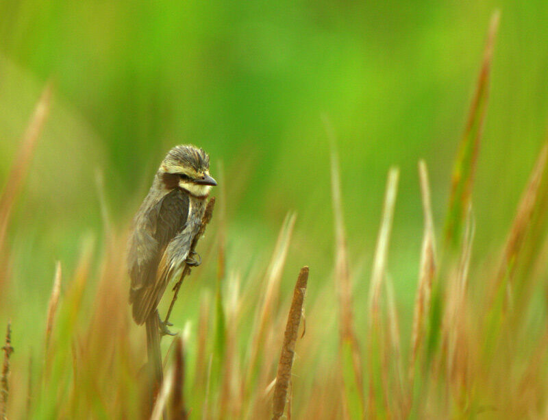 Streamer-tailed Tyrant