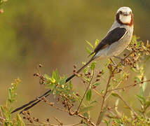 Streamer-tailed Tyrant