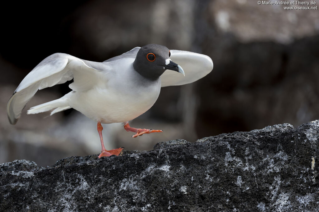 Mouette à queue fourchue