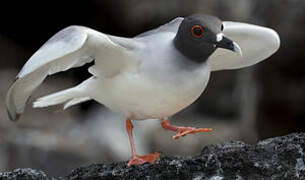 Swallow-tailed Gull