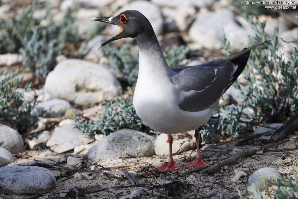 Swallow-tailed Gull