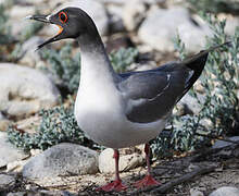 Swallow-tailed Gull