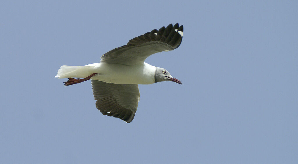 Mouette à tête grise