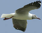 Mouette à tête grise