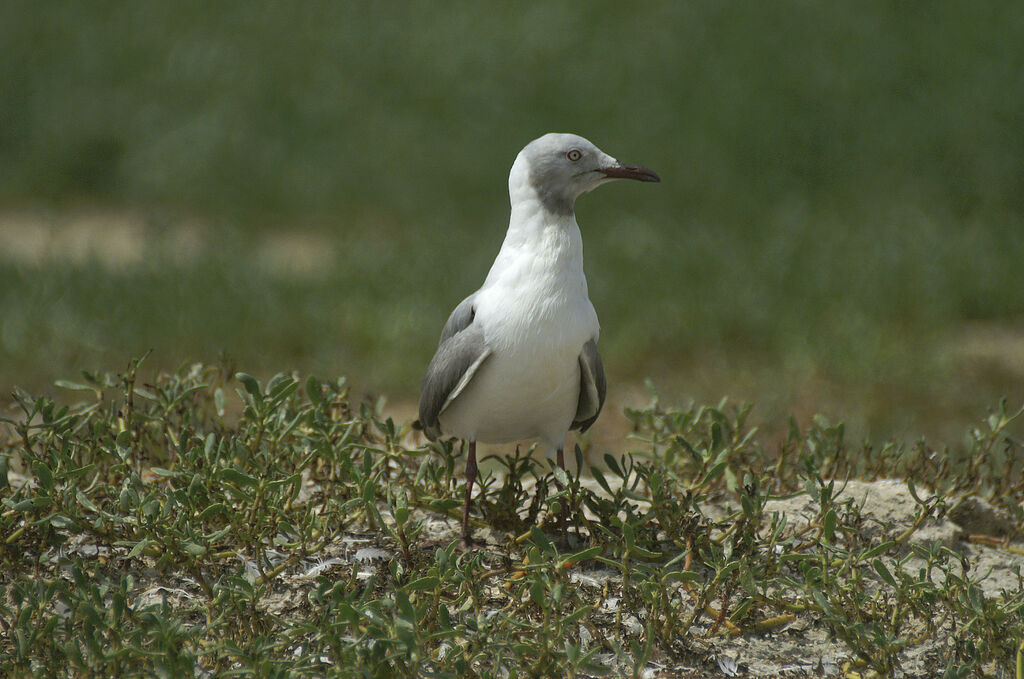 Mouette à tête grise