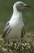 Grey-headed Gull