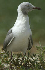 Mouette à tête grise